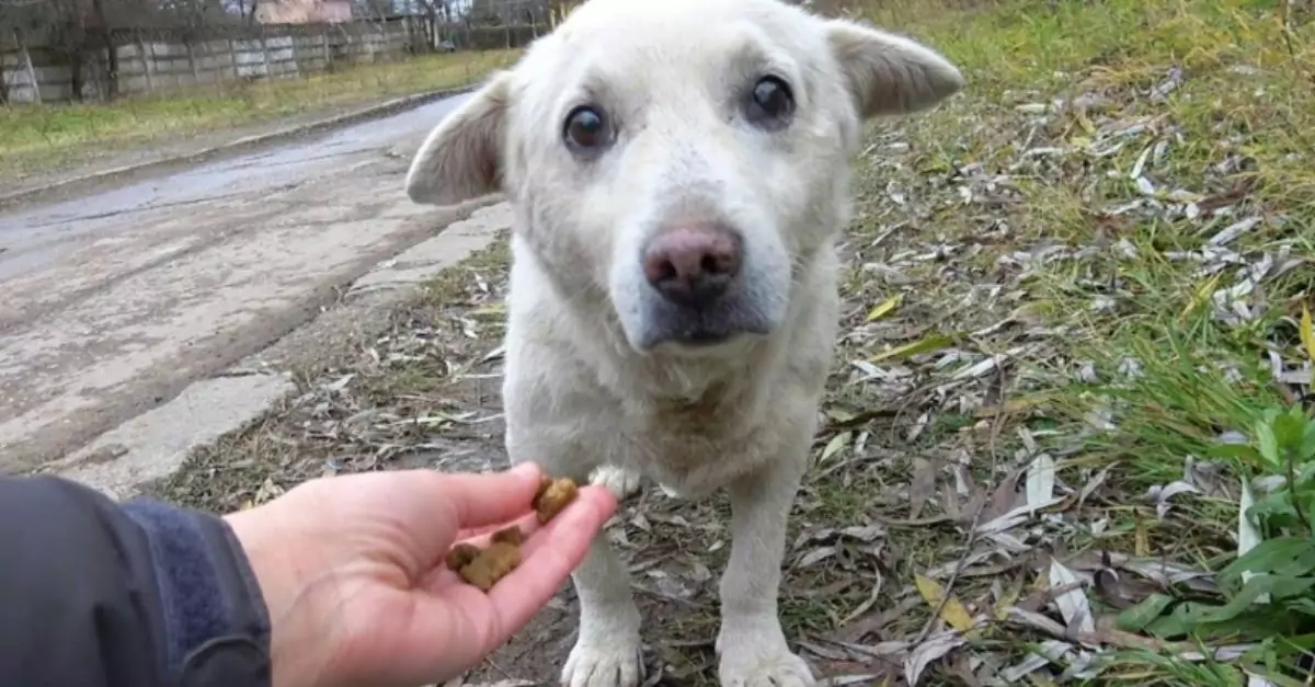 Heart-Wrenching Rescue of a Dog with a Troubling History