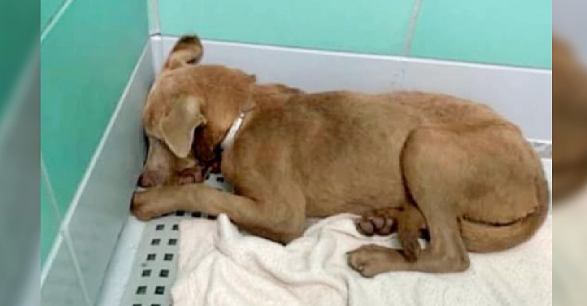 Heartbreaking When the adopter returned him, the dog was scared and completely silent