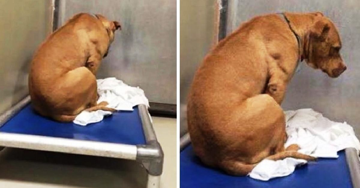 Heartbroken dog stares at wall all day after adoption falls through