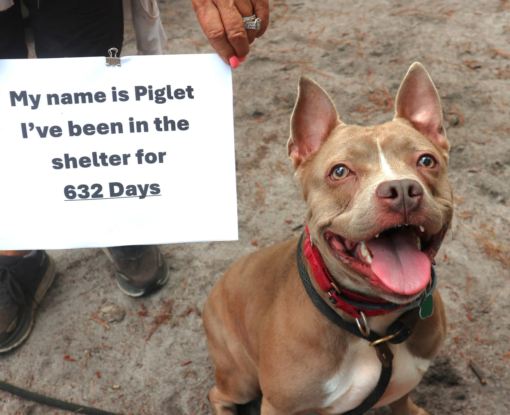 A Community Rallies Behind Piglet