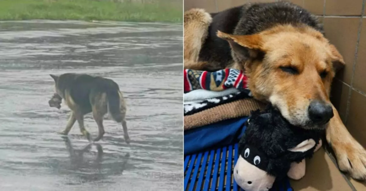 Her toy and her owner's memory were all she had, etched deep inside