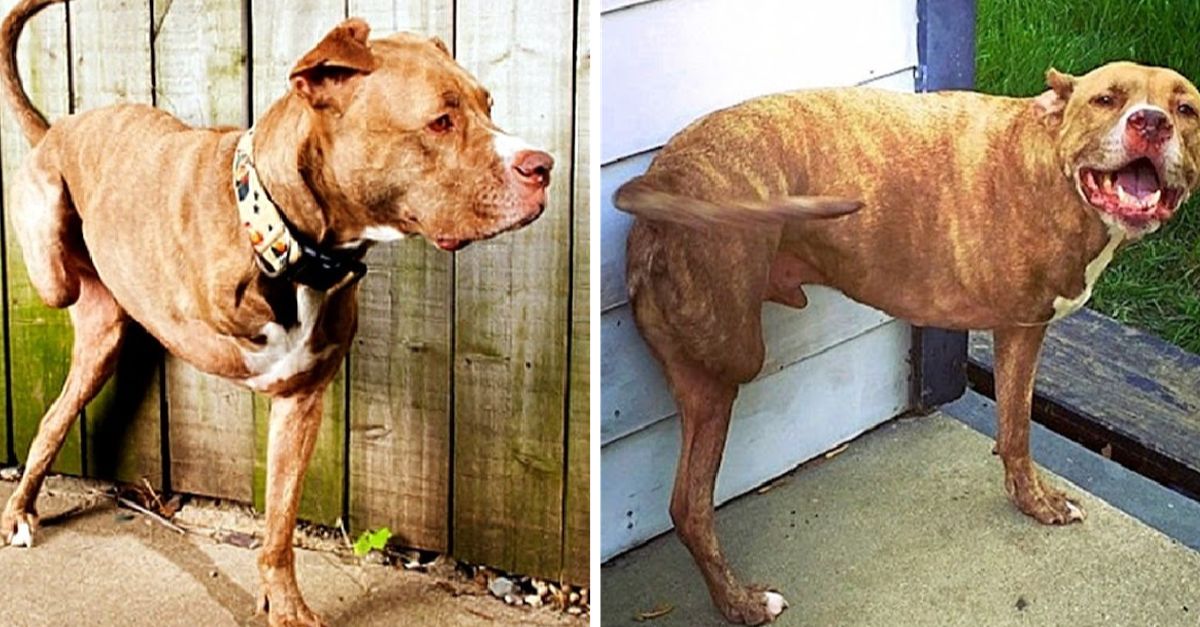 His sole flaw is a pitbull, he gets shot and loses both right limbs