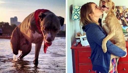 Fifty: A beacon of hope for pit bulls everywhere