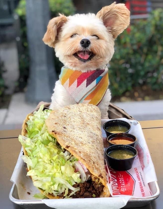 Popeye - The foodie dog was born