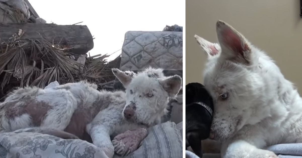 Homeless Husky Collapses After Years of Living in a City Garbage Dump