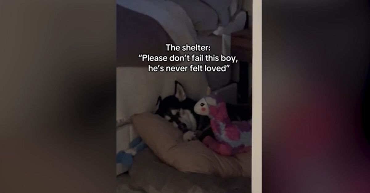 How a Once Unloved Rescue Dog Now Sleeps Secure in Forever Home