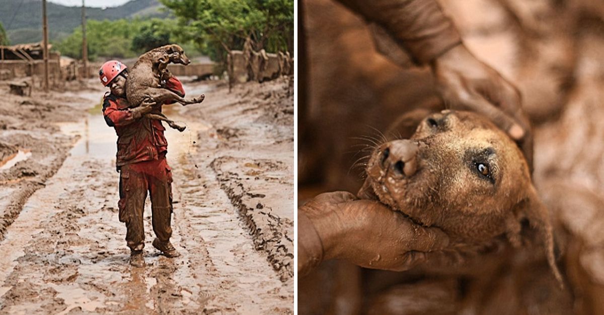 In a thrilling story, a dog is stuck in quicksand, leading to a brave rescue mission