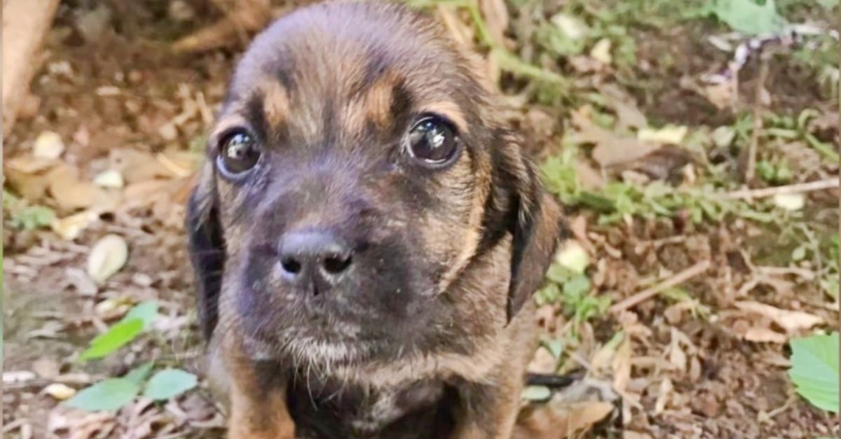 Injured pup crawled to a woman, its piercing eyes cutting through her