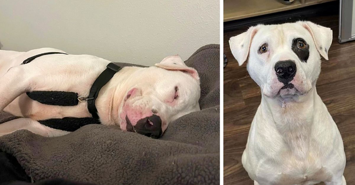 Longest shelter resident smiles in sleep after finally finding a new family