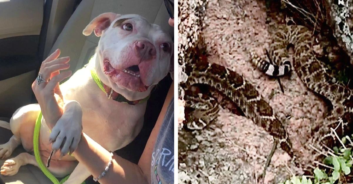 Loving heroism Pit Bull saves foster mom from rattlesnake!