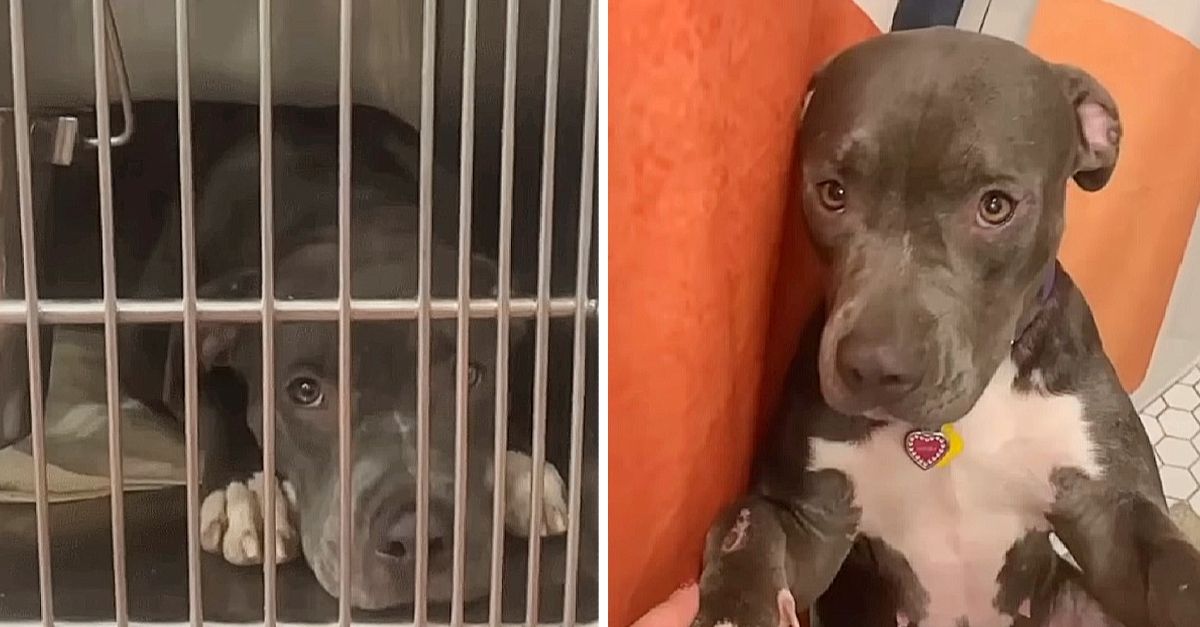 Mama dog was lonely in the shelter until someone gave her a new life