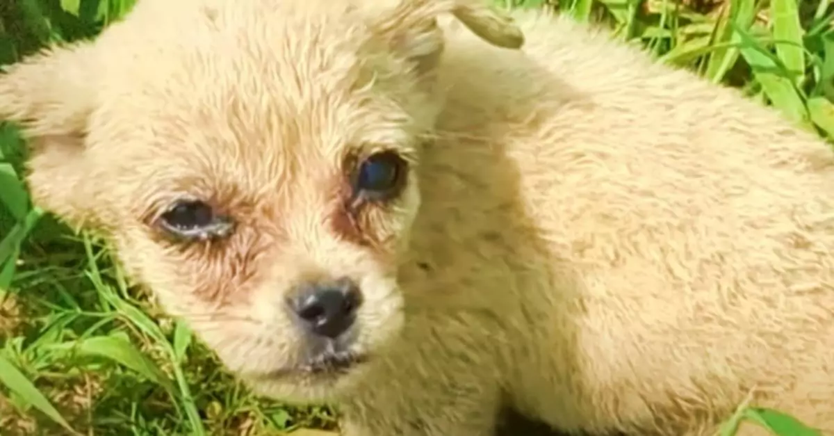 Man Abandoned Puppy in Woods to Avoid Rescue, but passerby discovers it