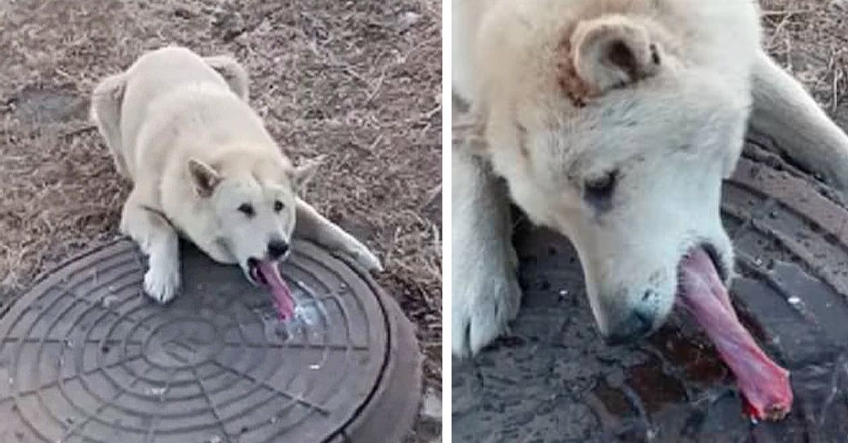 Man Discovers Struggling Dog with Tongue Frozen and Trapped in Sewer