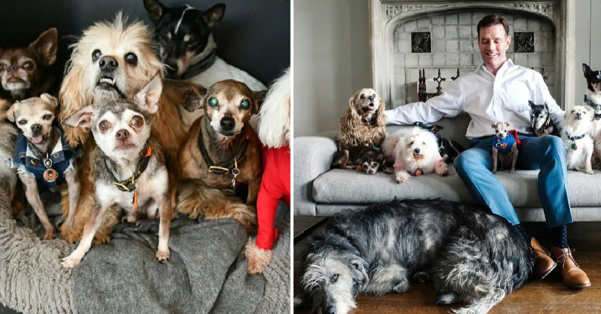 Man dedicates his life to adopting senior dogs without forever homes