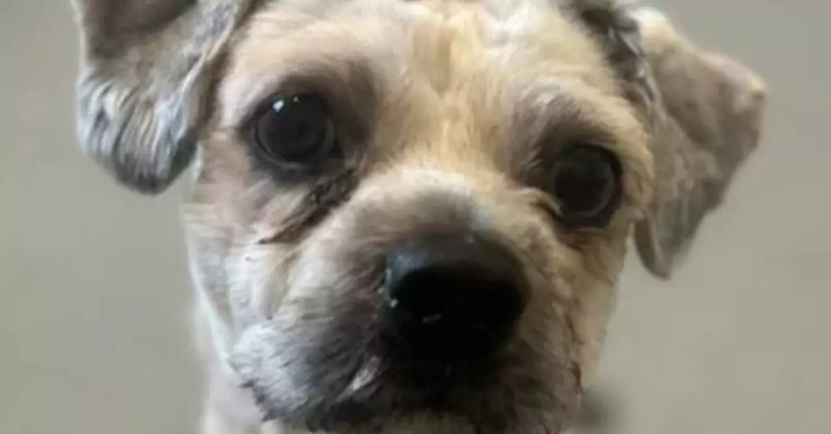 Matted dog found hiding under a car in Chicago heat, rescued by a patient nurse