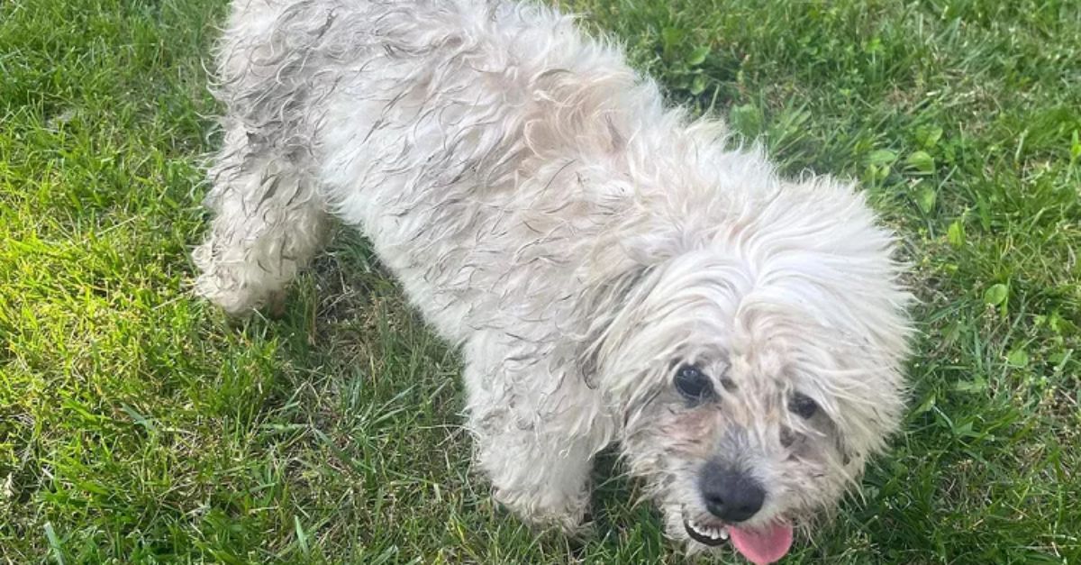 Missouri Officer Kills Deaf and Blind Dog After It Wanders Into Neighbor's Yard