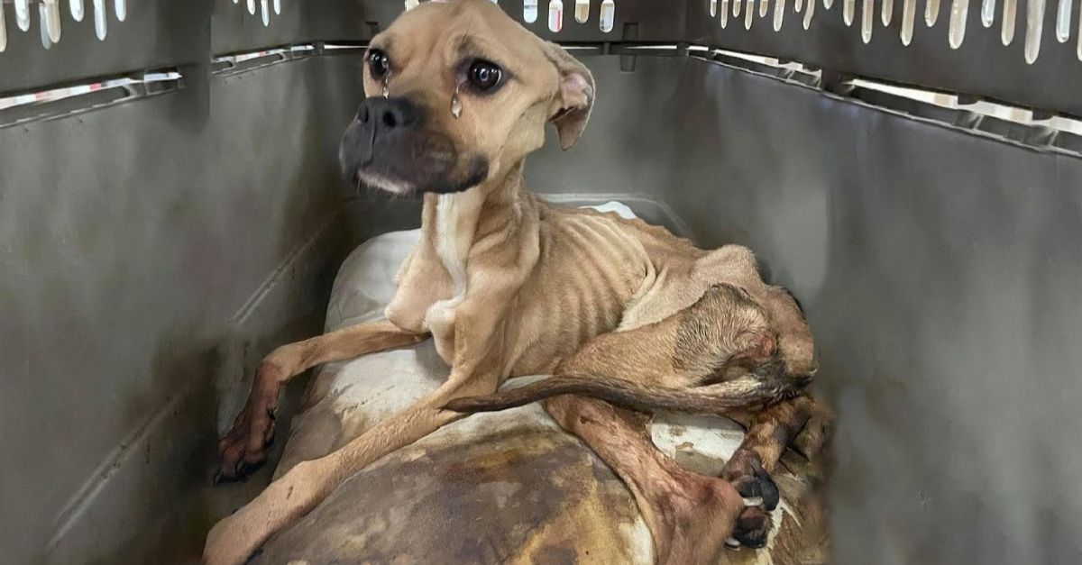 Neglected and unfed for so long, she is now just skin and bones, unable to stand