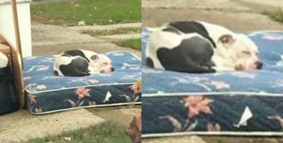 Neighbor Says Family Came Back for Stuff but Left Dog Behind