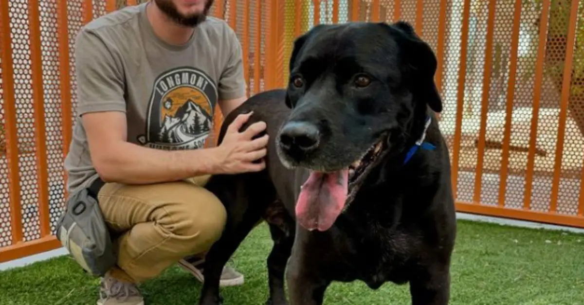 Nevada Rescue Dog Seeks New Home After Family Returned It for Being 'Too Boring'