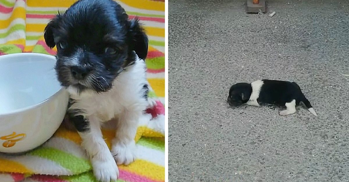 Newborn puppy dumped on the street, crying and still trusts humans