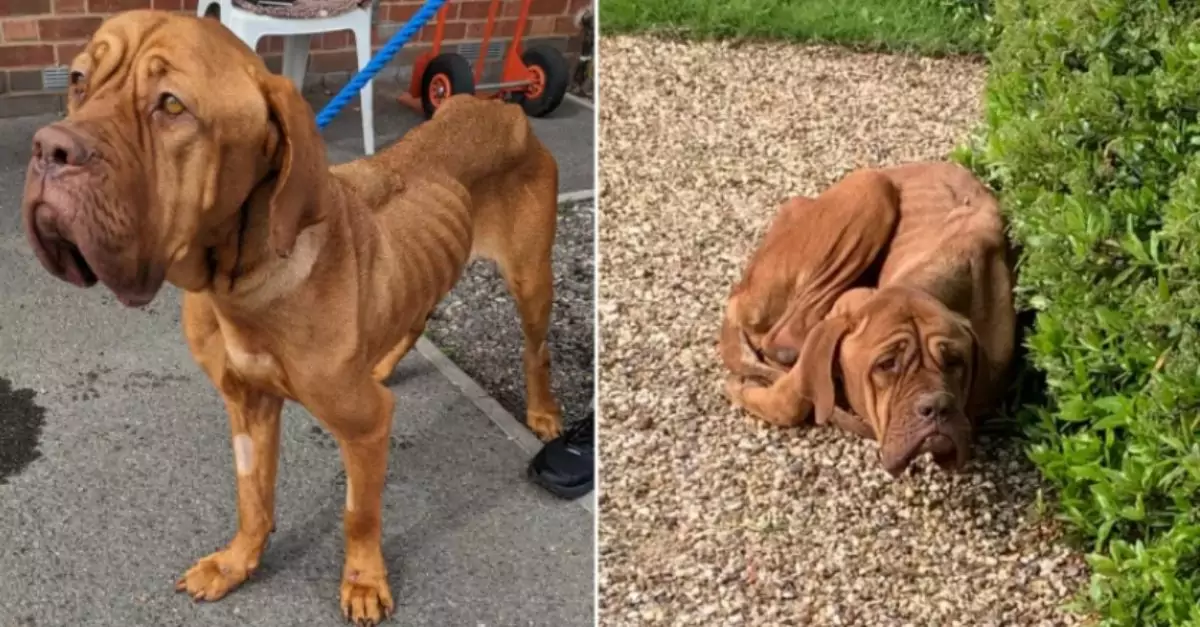 Outrage as 'Emaciated' Dog Found Hiding in Severe Neglect