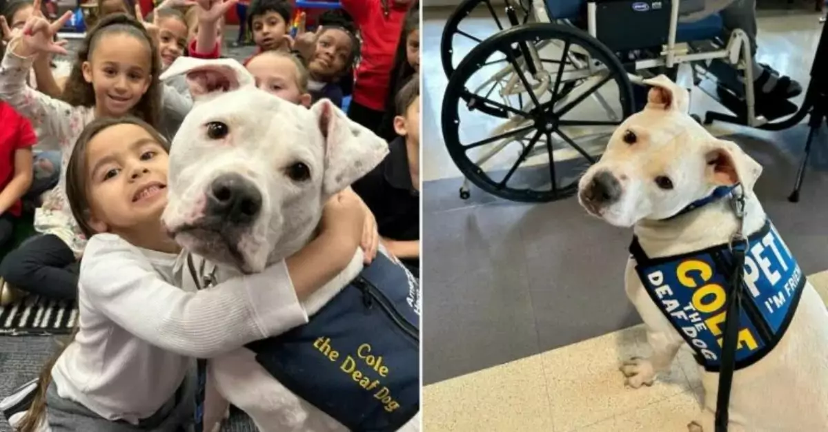 Overcoming Challenges Deaf Pit Bull Becomes a Therapy Dog