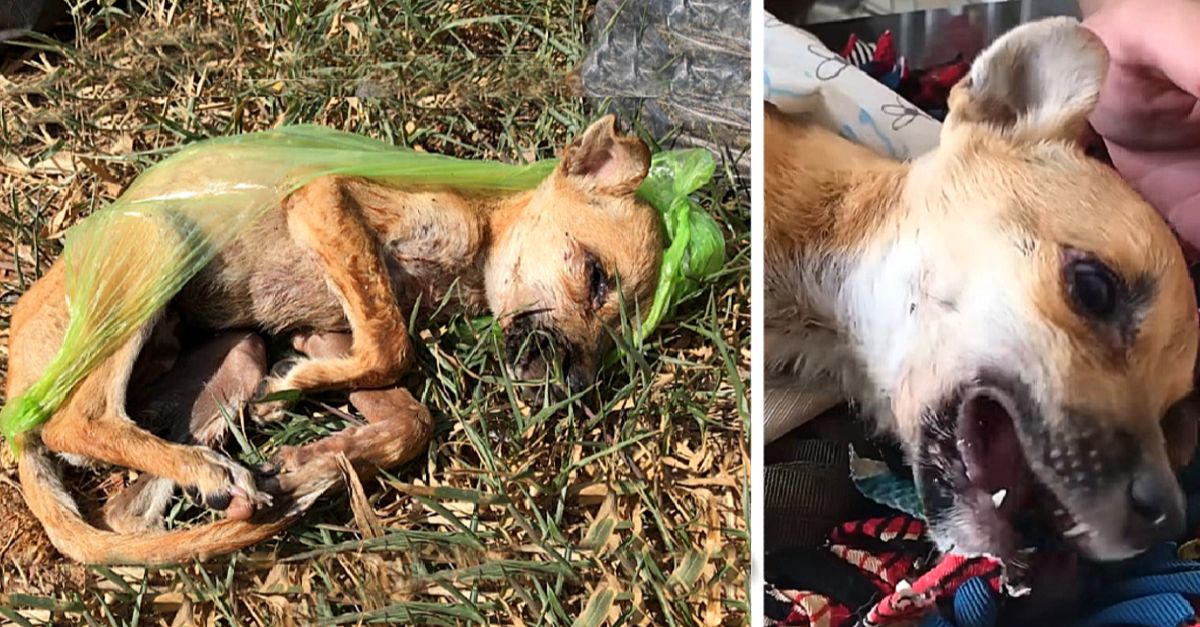 Owner discarded sick puppy, but an angel came to the rescue