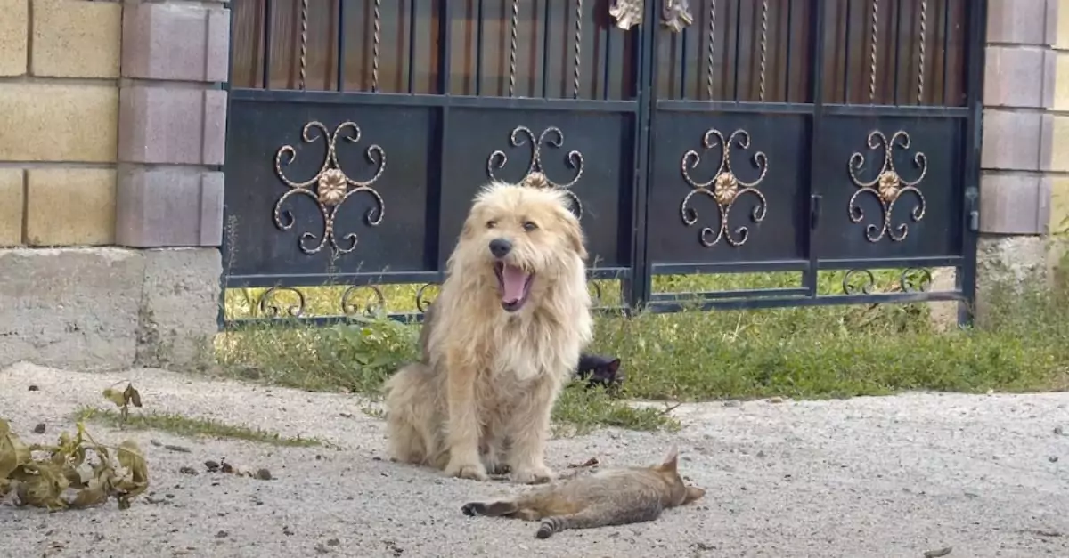 Owner sold his house, left the dog behind, and Oscar waited at the gate