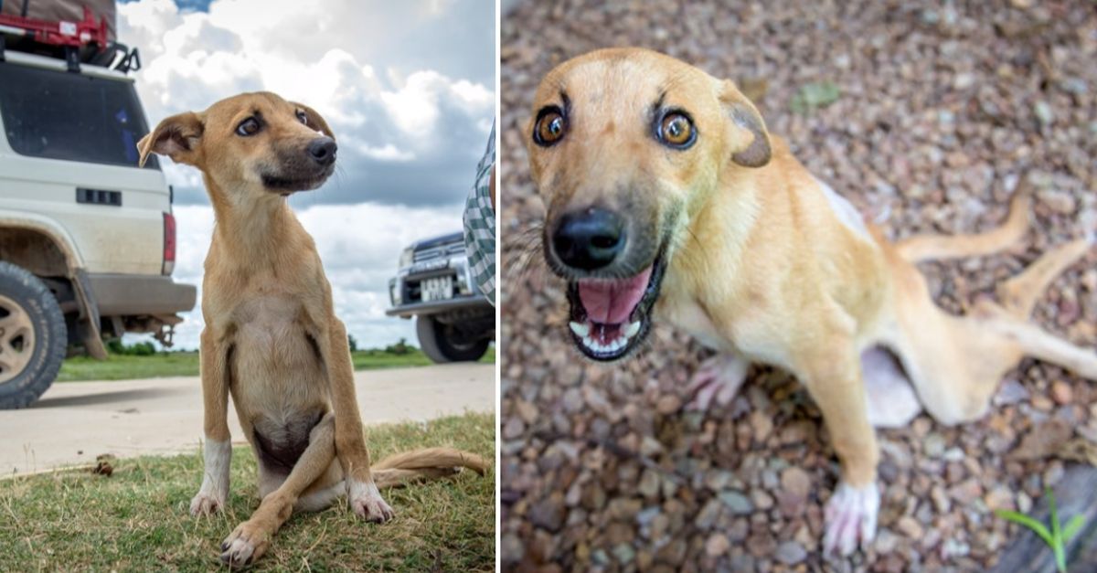 Paralyzed puppy drags herself across Botswana seeking help, and fortune favors her