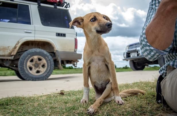 A desperate search for help was Poppy's Journey