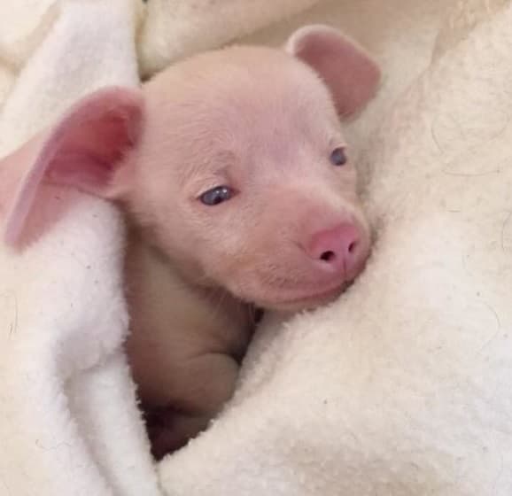 From unwanted to adored: Piglet's journey