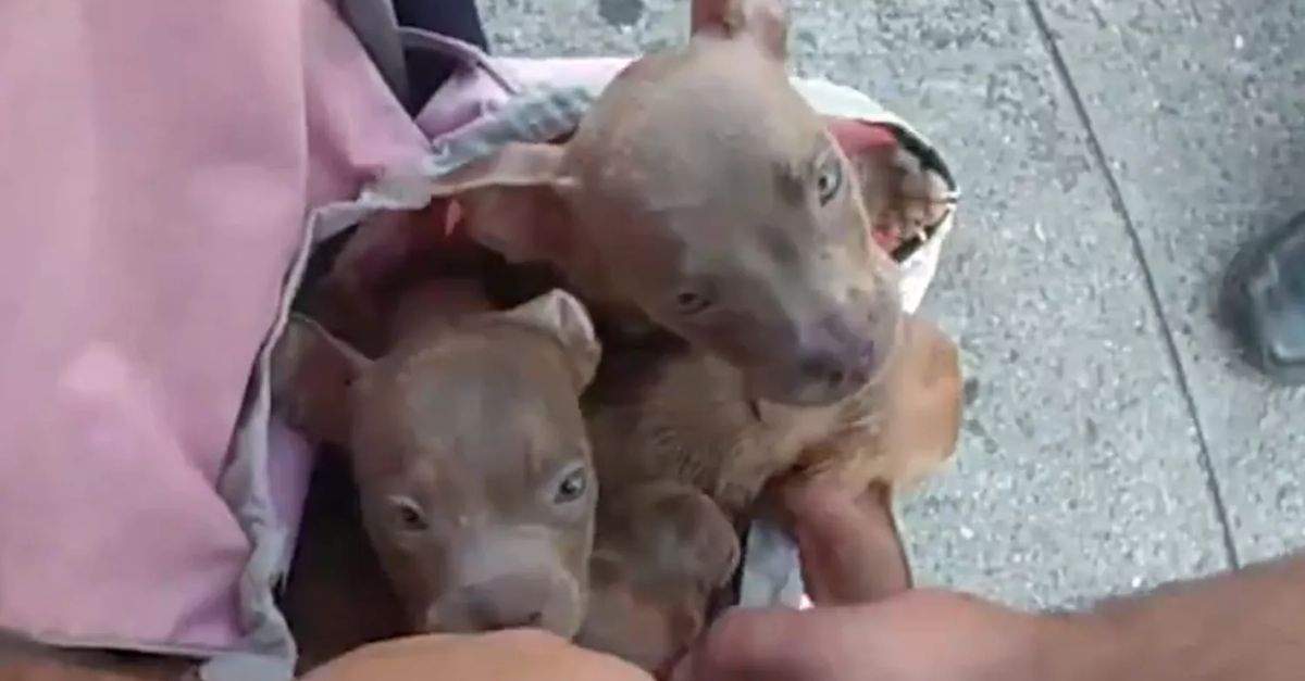 Police Save Puppies from 'Hot Bag' on NYC Street, Likely to Die in 5 Minutes