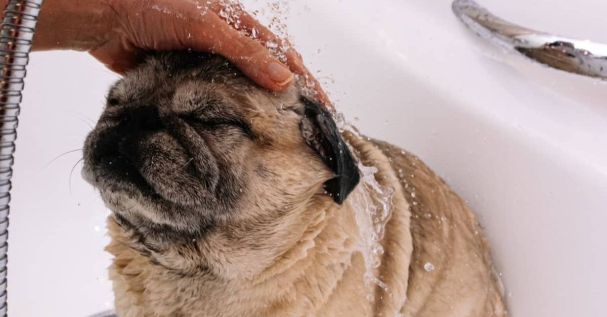 Pug Abandoned at Boyfriend's Work Finds Loving New Home