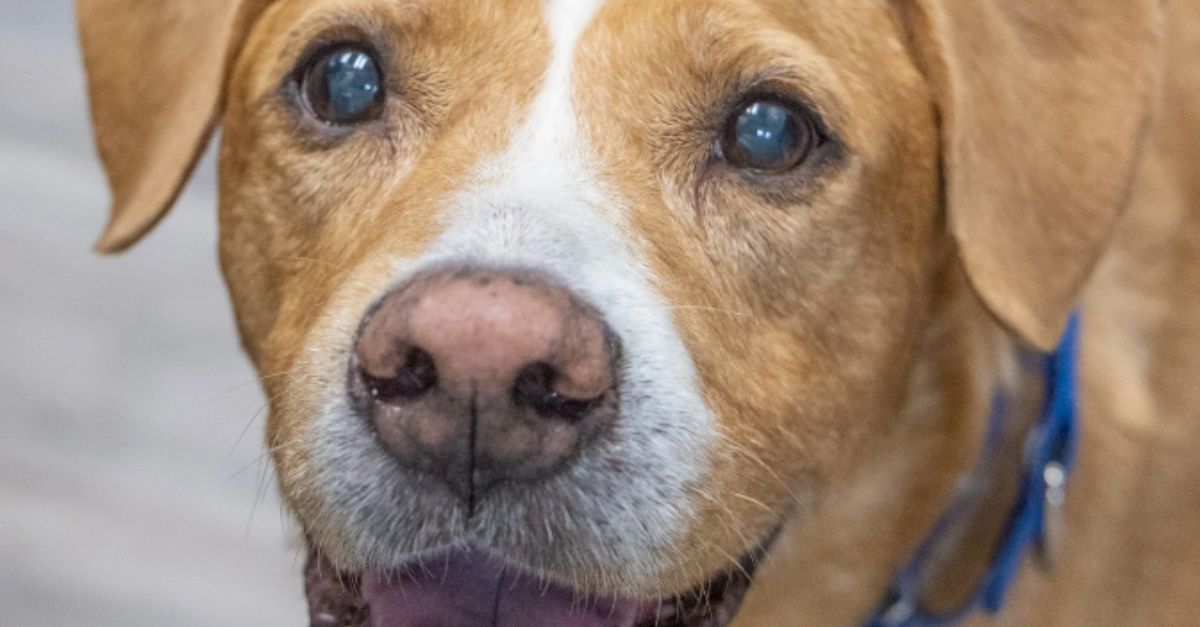 Pup ‘Houdini,’ a master escape artist, was adopted briefly then returned for his separation anxiety