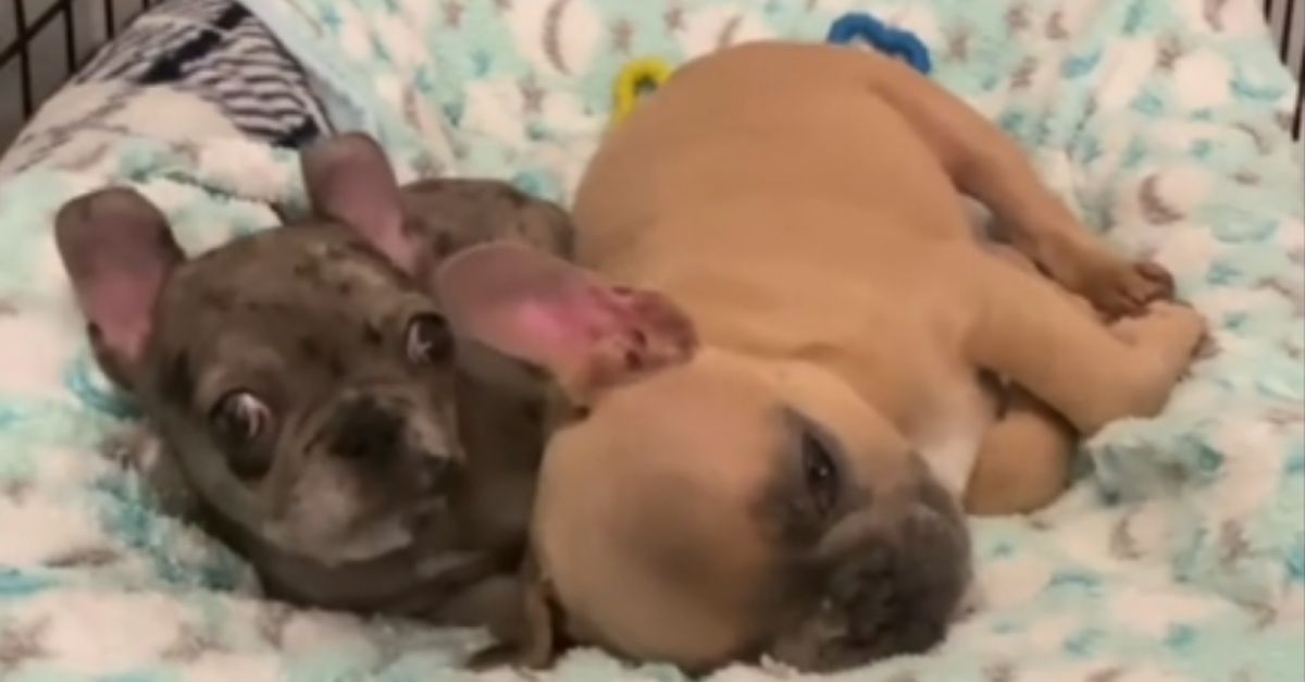 Puppies from Different Moms Find Safety in Snuggles