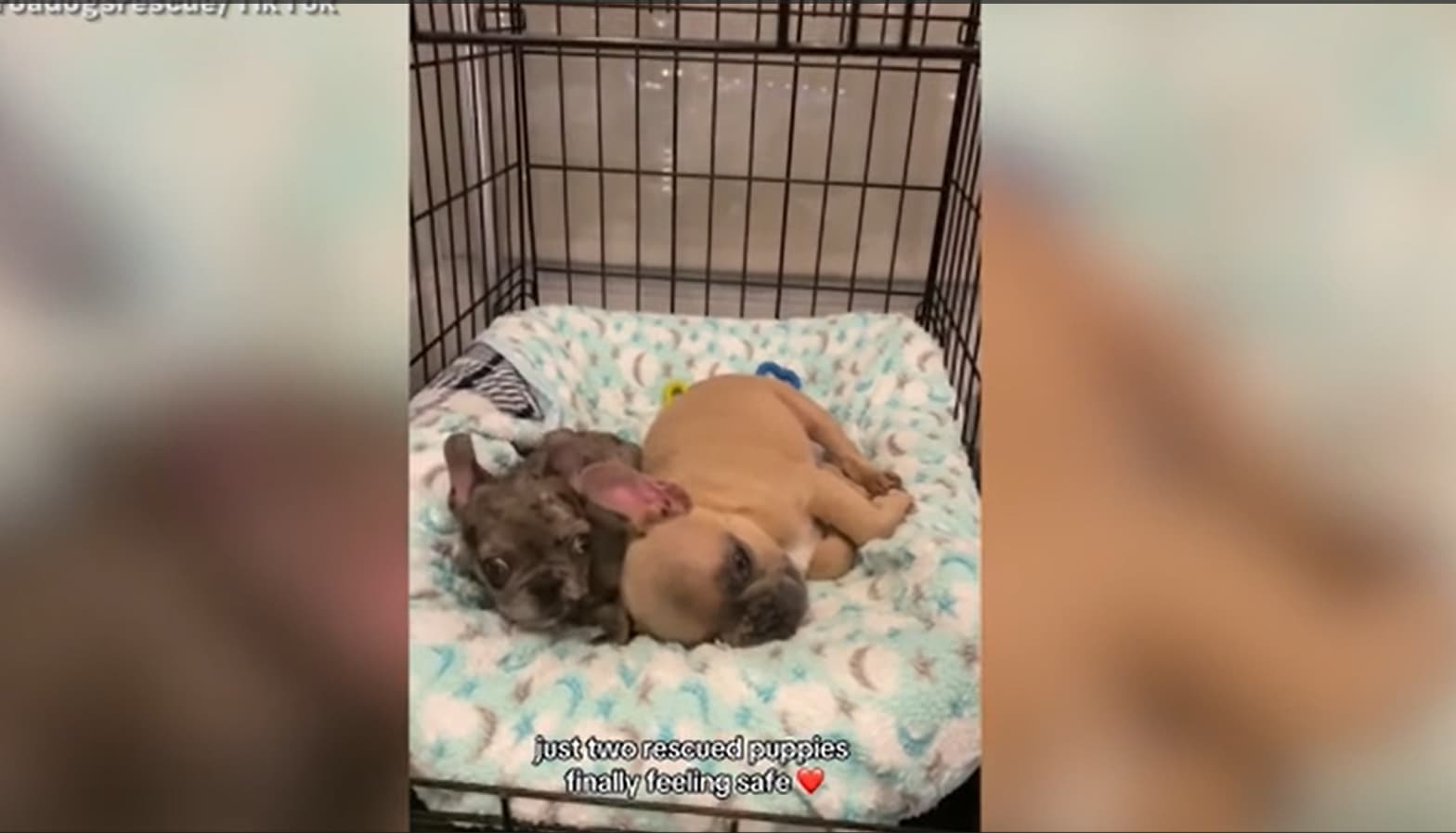 Unlikely buddies: Shelter pups find solace in each other