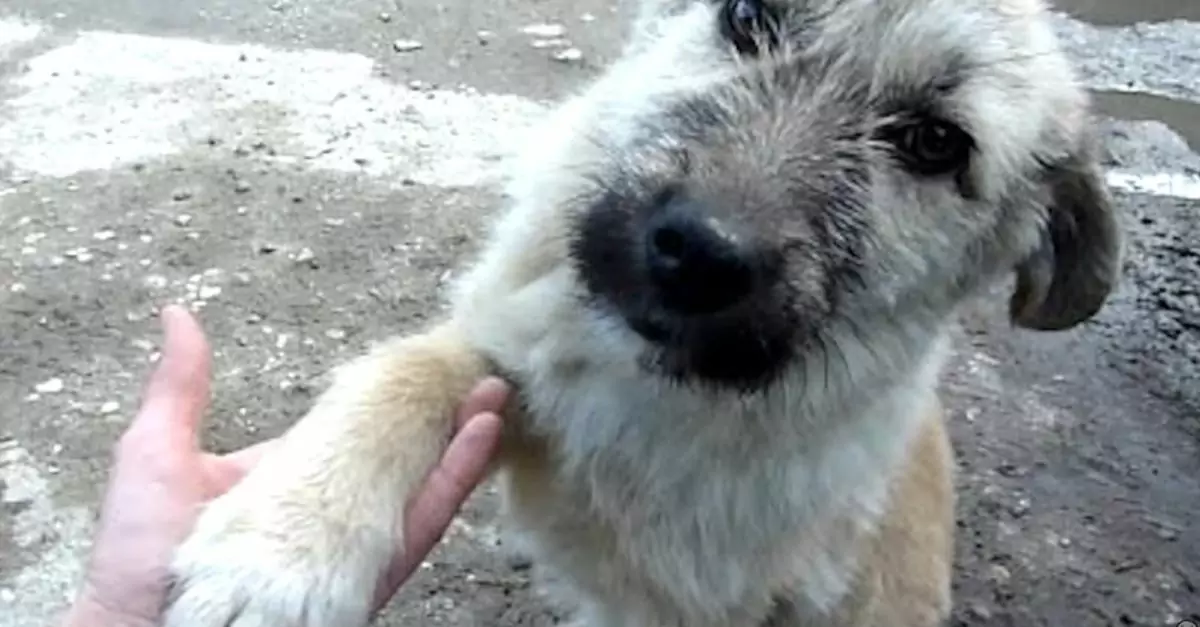 Puppy Left On Busy Road Reaches Out For Help With His Paw