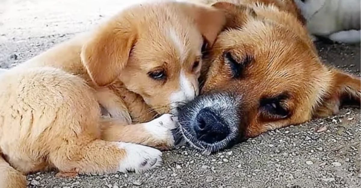 Puppy Nudges Mom to Wake Her After Days of No Food