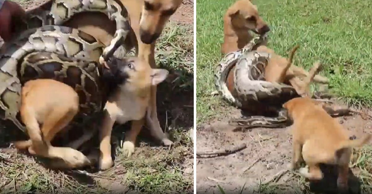 Puppy bravely cries for help, battling to rescue mother dog from giant python