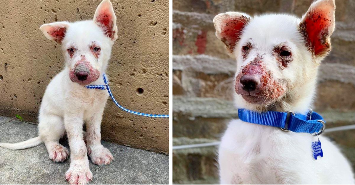 Puppy desperately crawls through a construction site, seeking rescue and assistance