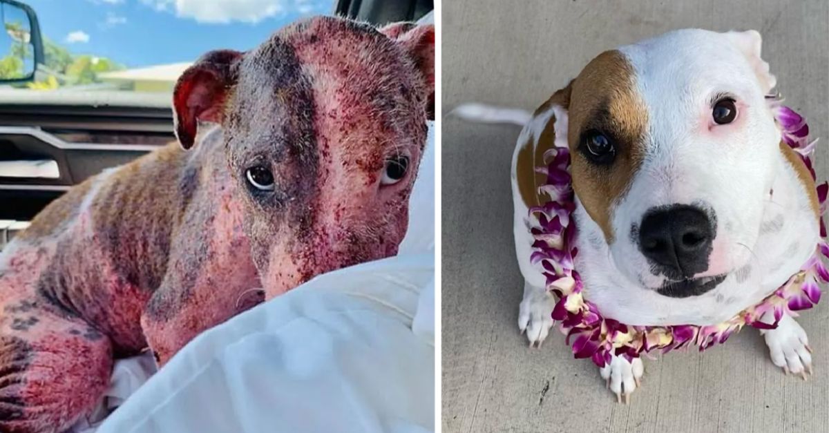 Puppy once buried alive on a beach now thriving with foster family