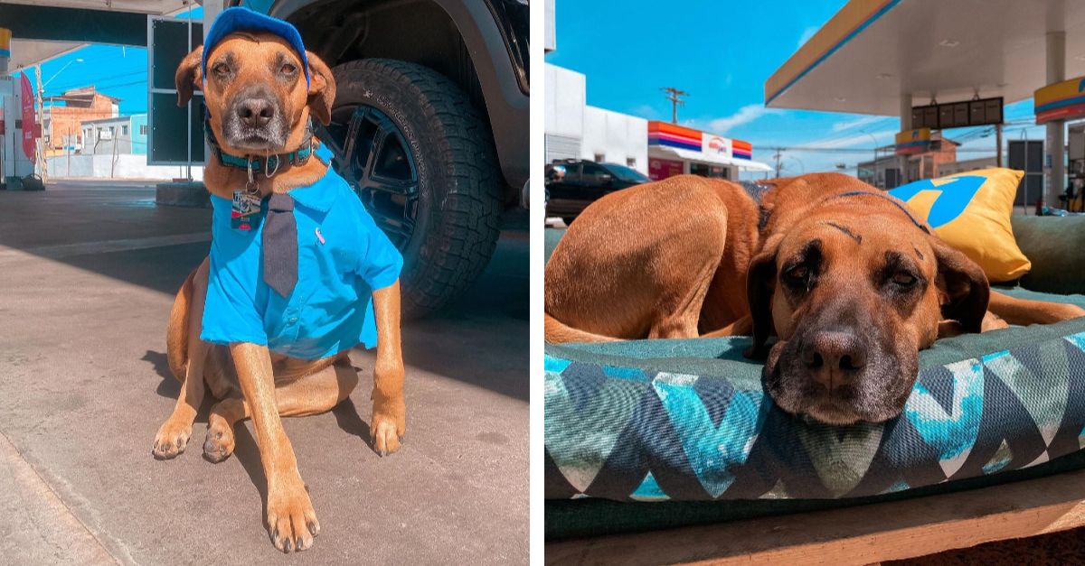 Puppy saved by gas station staff becomes Employee of the Year