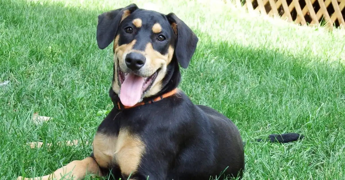 Rescue Dog's Amazing Transformation and New Smile