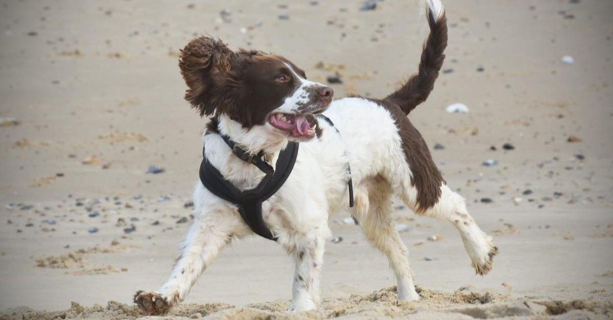 Rescue Dog's Coffee Table Reaction Reveals Her Past Life