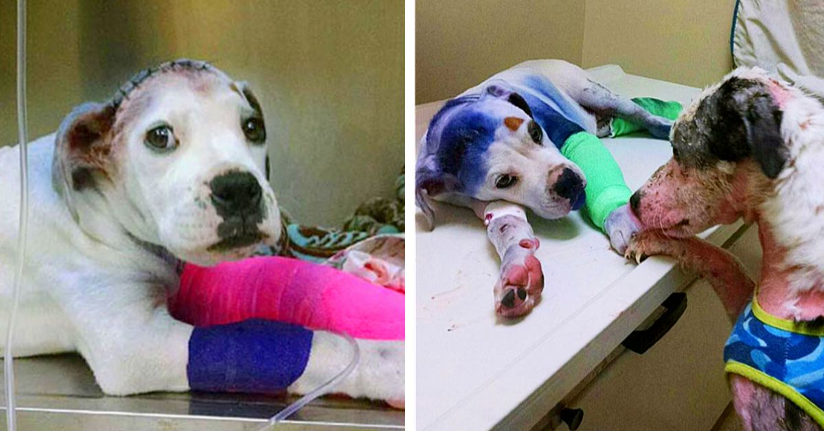 Rescue dog comforts injured friend who's been through hardships like him