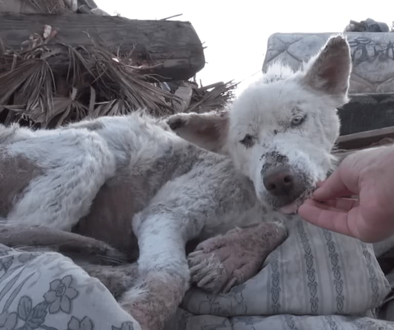 A Heart-Wrenching Rescue: Miley's Story