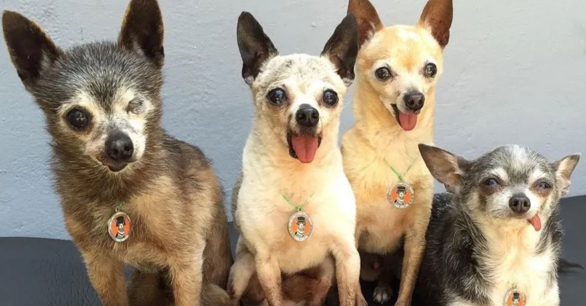 Rescued Elderly, Toothless Chihuahuas Find Forever Home Together