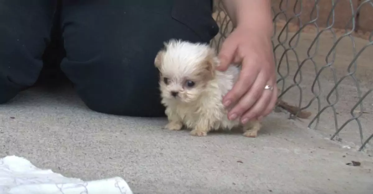 Rescued Pup from Puppy Mill Meets New Friend for a Fresh Start