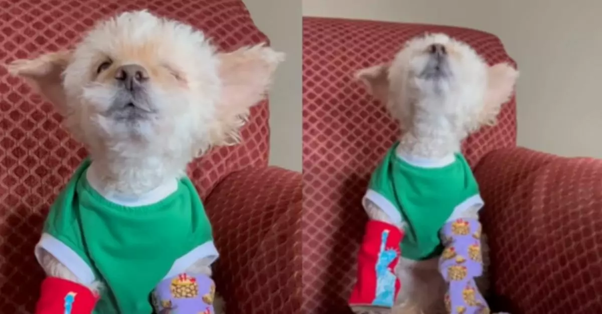 Rescued Senior Dog Charms Owner with His Beautiful Singing Voice