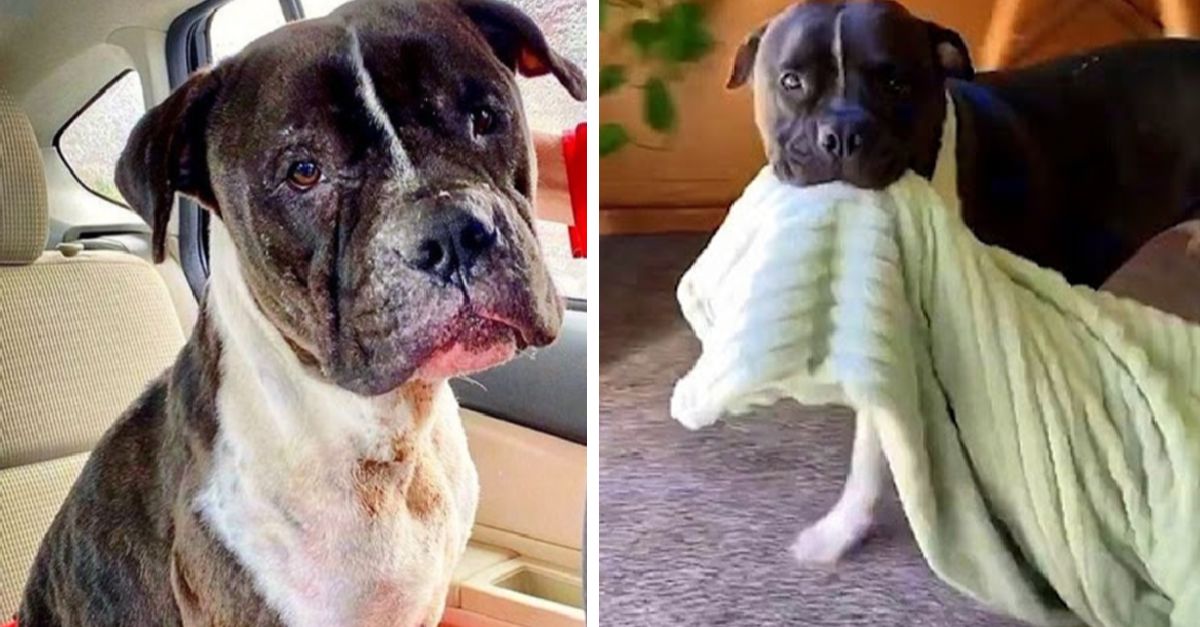 Rescued bait dog now always carries his security blanket everywhere